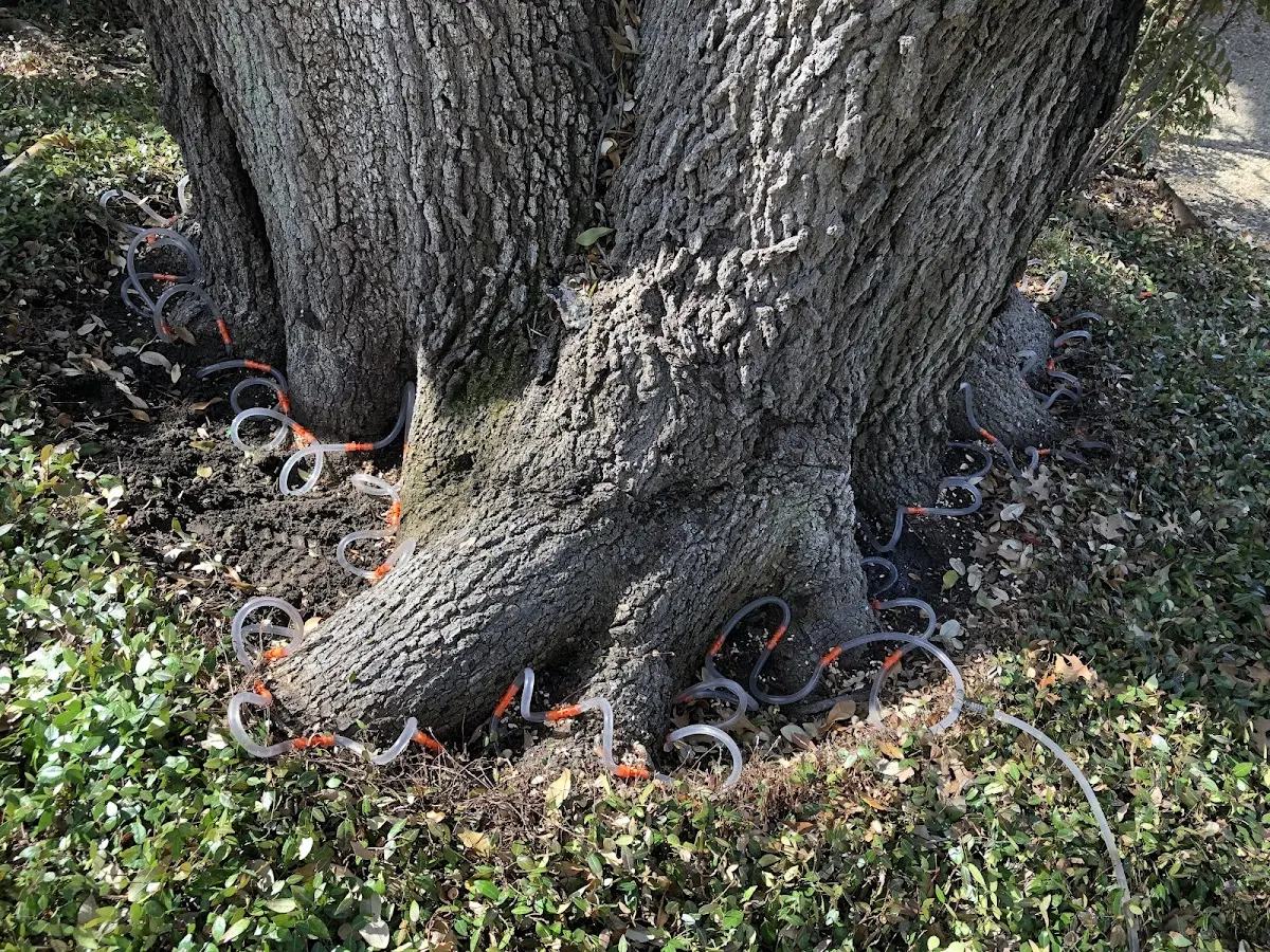 Detailed Tree Cabling and Bracing job site in Blooming Grove