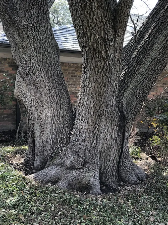 Mature heritage tree close to a Blooming Grove property cared for by certified arborists